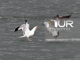 Two seagulls are competing for food at Dingxiang Lake in Shenyang, Liaoning Province, China, on March 25, 2024. (