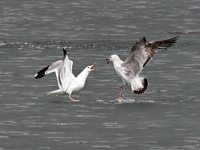 Two seagulls are competing for food at Dingxiang Lake in Shenyang, Liaoning Province, China, on March 25, 2024. (