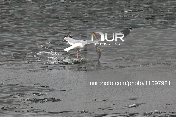 A seagull is fishing at Dingxiang Lake in Shenyang, Liaoning Province, China, on March 25, 2024. 