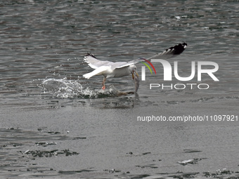 A seagull is fishing at Dingxiang Lake in Shenyang, Liaoning Province, China, on March 25, 2024. (