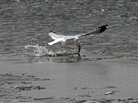 A seagull is fishing at Dingxiang Lake in Shenyang, Liaoning Province, China, on March 25, 2024. (