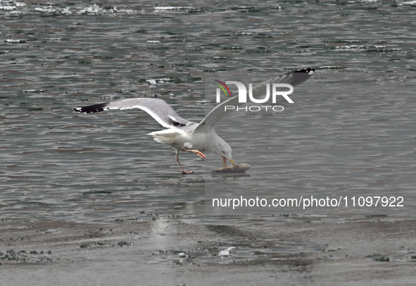 A seagull is fishing at Dingxiang Lake in Shenyang, Liaoning Province, China, on March 25, 2024. 