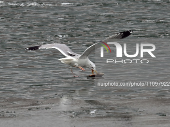 A seagull is fishing at Dingxiang Lake in Shenyang, Liaoning Province, China, on March 25, 2024. (