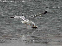 A seagull is fishing at Dingxiang Lake in Shenyang, Liaoning Province, China, on March 25, 2024. (