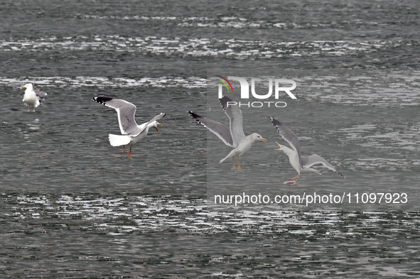 Seagulls are flying over Dingxiang Lake in Shenyang, Liaoning Province, China, on March 25, 2024. 