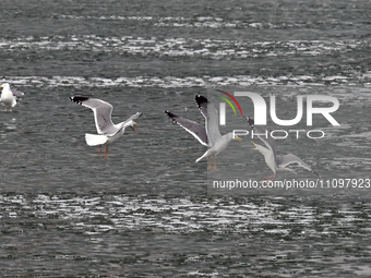 Seagulls are flying over Dingxiang Lake in Shenyang, Liaoning Province, China, on March 25, 2024. (