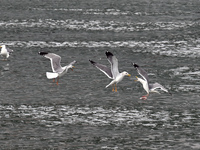 Seagulls are flying over Dingxiang Lake in Shenyang, Liaoning Province, China, on March 25, 2024. (