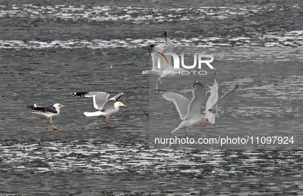 Seagulls are flying over Dingxiang Lake in Shenyang, Liaoning Province, China, on March 25, 2024. 