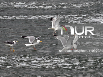 Seagulls are flying over Dingxiang Lake in Shenyang, Liaoning Province, China, on March 25, 2024. (