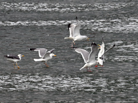 Seagulls are flying over Dingxiang Lake in Shenyang, Liaoning Province, China, on March 25, 2024. (