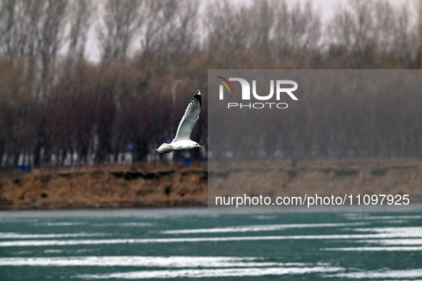 Seagulls are flying over Dingxiang Lake in Shenyang, Liaoning Province, China, on March 25, 2024. 