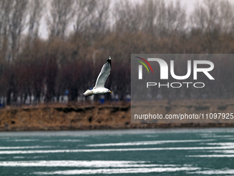 Seagulls are flying over Dingxiang Lake in Shenyang, Liaoning Province, China, on March 25, 2024. (