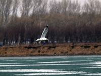 Seagulls are flying over Dingxiang Lake in Shenyang, Liaoning Province, China, on March 25, 2024. (