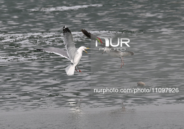 Two seagulls are competing for food at Dingxiang Lake in Shenyang, Liaoning Province, China, on March 25, 2024. 