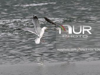 Two seagulls are competing for food at Dingxiang Lake in Shenyang, Liaoning Province, China, on March 25, 2024. (