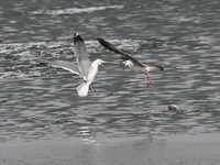 Two seagulls are competing for food at Dingxiang Lake in Shenyang, Liaoning Province, China, on March 25, 2024. (