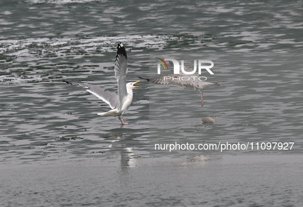 Two seagulls are competing for food at Dingxiang Lake in Shenyang, Liaoning Province, China, on March 25, 2024. 