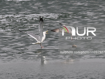 Two seagulls are competing for food at Dingxiang Lake in Shenyang, Liaoning Province, China, on March 25, 2024. (