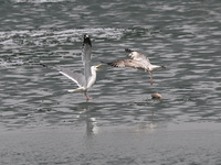 Two seagulls are competing for food at Dingxiang Lake in Shenyang, Liaoning Province, China, on March 25, 2024. (