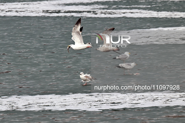 Seagulls are flying over Dingxiang Lake in Shenyang, Liaoning Province, China, on March 25, 2024. 