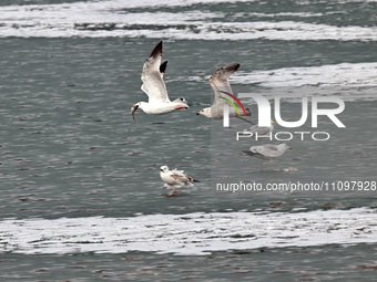 Seagulls are flying over Dingxiang Lake in Shenyang, Liaoning Province, China, on March 25, 2024. (