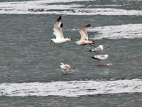 Seagulls are flying over Dingxiang Lake in Shenyang, Liaoning Province, China, on March 25, 2024. (