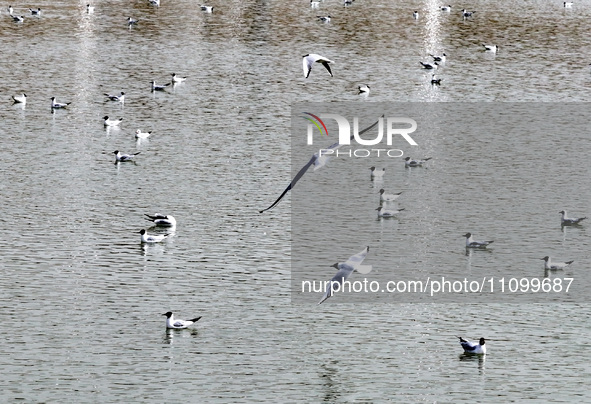 Migratory birds are flying over the surface of Wuhai Lake in Wuhai, China, on March 26, 2024. 