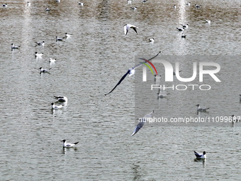 Migratory birds are flying over the surface of Wuhai Lake in Wuhai, China, on March 26, 2024. (