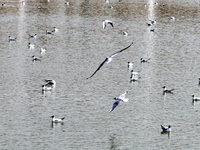 Migratory birds are flying over the surface of Wuhai Lake in Wuhai, China, on March 26, 2024. (