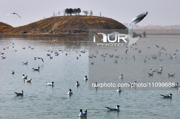 Migratory birds are flying over the surface of Wuhai Lake in Wuhai, China, on March 26, 2024. 