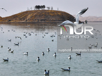 Migratory birds are flying over the surface of Wuhai Lake in Wuhai, China, on March 26, 2024. (