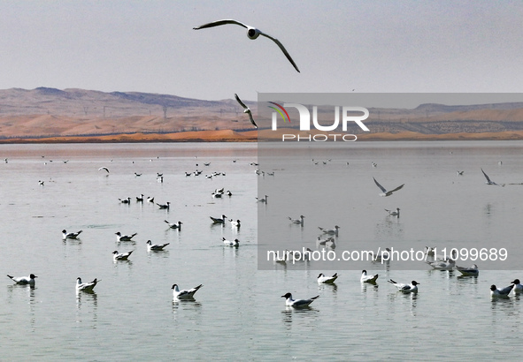 Migratory birds are flying over the surface of Wuhai Lake in Wuhai, China, on March 26, 2024. 