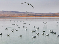 Migratory birds are flying over the surface of Wuhai Lake in Wuhai, China, on March 26, 2024. (