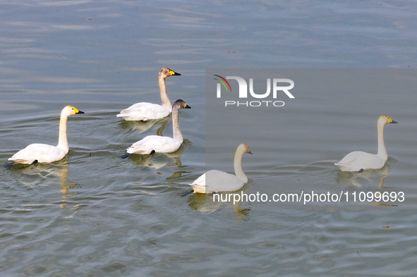 Swans are swimming on the water of Wuhai Lake in Wuhai, China, on March 26, 2024. 