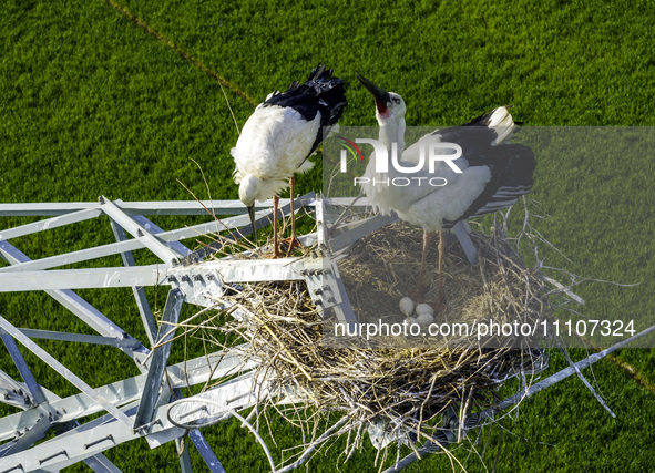 Oriental white storks are nesting on an iron tower in Huai'an, China, on March 29, 2024. 