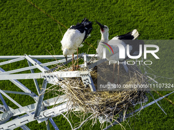 Oriental white storks are nesting on an iron tower in Huai'an, China, on March 29, 2024. (