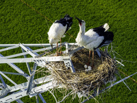 Oriental white storks are nesting on an iron tower in Huai'an, China, on March 29, 2024. (