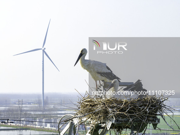 Oriental white storks are nesting on an iron tower in Huai'an, China, on March 29, 2024. 