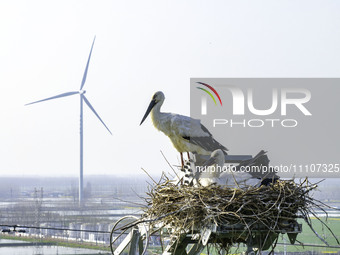 Oriental white storks are nesting on an iron tower in Huai'an, China, on March 29, 2024. (