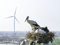 Oriental white storks are nesting on an iron tower in Huai'an, China, on March 29, 2024. (