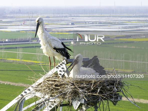 Oriental white storks are nesting on an iron tower in Huai'an, China, on March 29, 2024. 