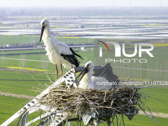 Oriental white storks are nesting on an iron tower in Huai'an, China, on March 29, 2024. (