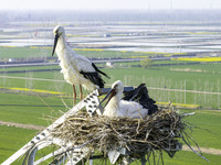 Oriental white storks are nesting on an iron tower in Huai'an, China, on March 29, 2024. (