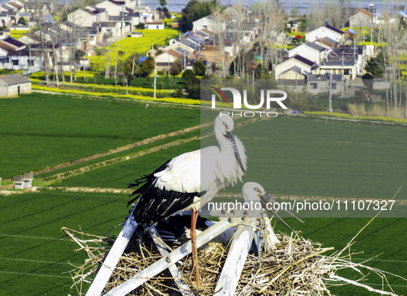 Oriental white storks are nesting on an iron tower in Huai'an, China, on March 29, 2024. 