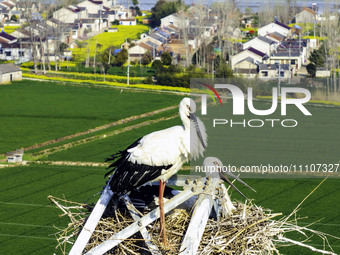 Oriental white storks are nesting on an iron tower in Huai'an, China, on March 29, 2024. (