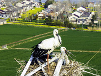 Oriental white storks are nesting on an iron tower in Huai'an, China, on March 29, 2024. (