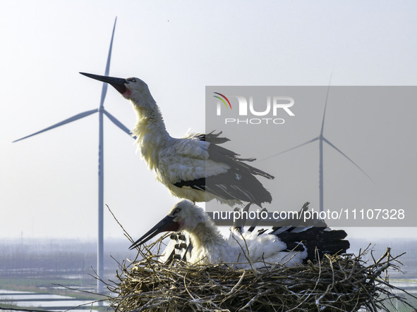 Oriental white storks are nesting on an iron tower in Huai'an, China, on March 29, 2024. 