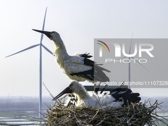 Oriental white storks are nesting on an iron tower in Huai'an, China, on March 29, 2024. (