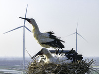 Oriental white storks are nesting on an iron tower in Huai'an, China, on March 29, 2024. (