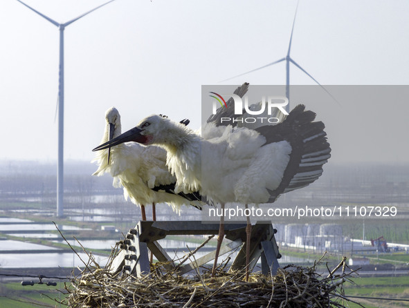 Oriental white storks are nesting on an iron tower in Huai'an, China, on March 29, 2024. 